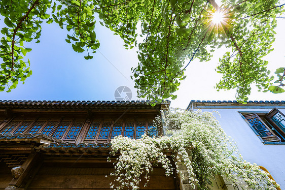 江苏南京老门东传统建筑与木香花图片