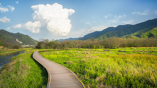 神农架大九湖森林湿地木栈道背景图片