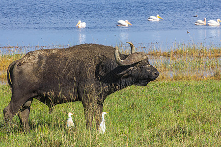 水边动物非洲塞伦盖提草原野生野牛背景