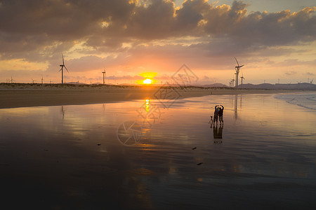 阳光下的沙滩夕阳沙滩下的情侣背景