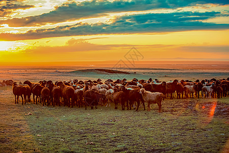 哈萨克牛羊群图片