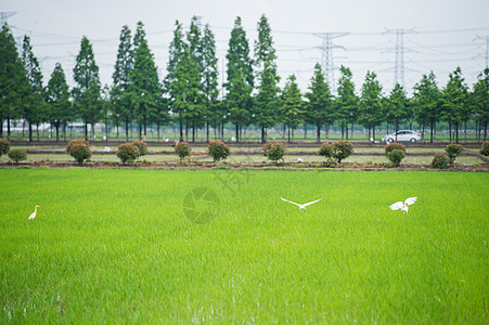 郊野水稻田图片