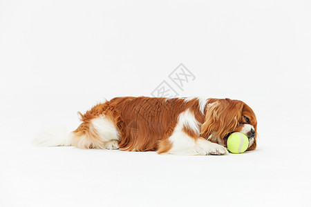 萌宠查理王犬和主人玩网球高清图片