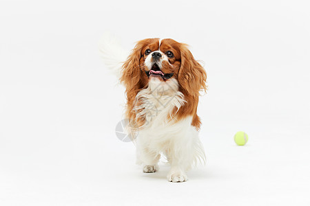 萌宠查理王犬和主人玩网球图片