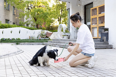 美女主人院子里喂宠物狗狗吃狗粮图片