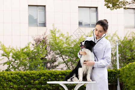 女性宠物医生给牧羊犬做检查图片