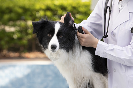 女性宠物医生给牧羊犬做检查图片