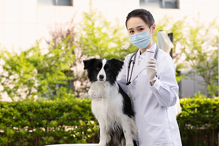 戴口罩的女性宠物医生给牧羊犬打疫苗图片