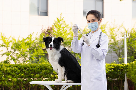 戴口罩的女性宠物医生给牧羊犬打疫苗图片