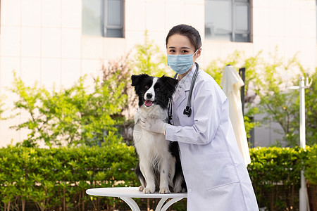 戴口罩的女性宠物医生给牧羊犬做体检图片