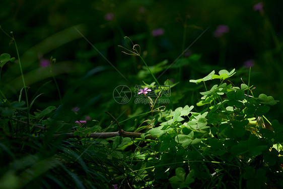 深山里阳光下的草本植物图片