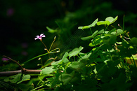 深山里阳光下的草本植物图片