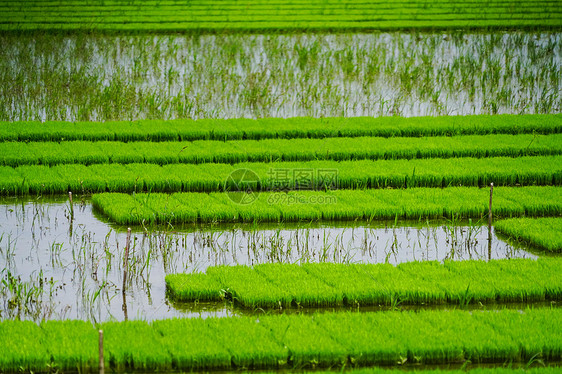 芒种水稻田图片