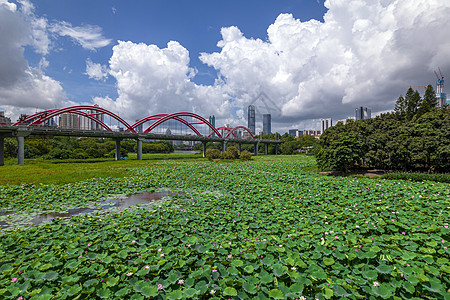 航拍夏天深圳洪湖公园荷花池塘图片