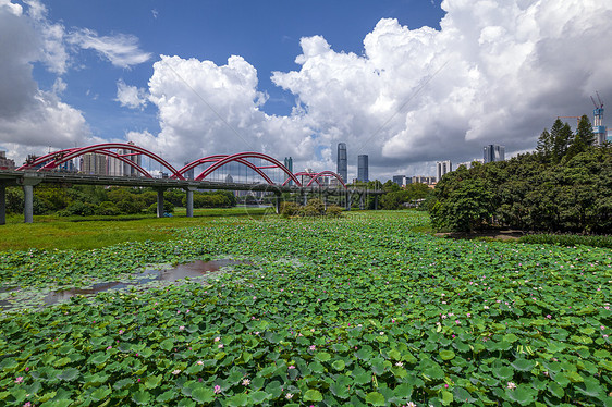 航拍夏天深圳洪湖公园荷花池塘图片