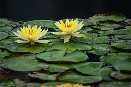 国画荷花睡莲花背景