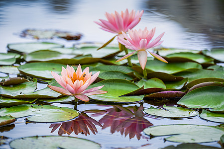 活力睡莲花背景