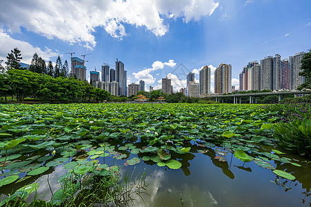 深圳洪湖公园背景