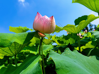 夏手绘夏日荷花背景