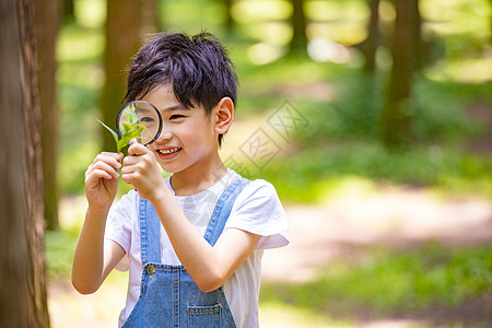 小男孩使用放大镜观察植物高清图片