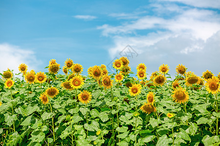 夏日向日葵夏季朝阳花高清图片