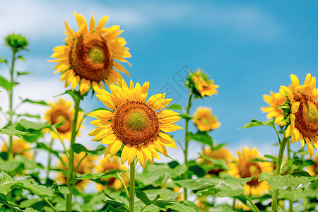 夏日向日葵太阳花朝阳花高清图片