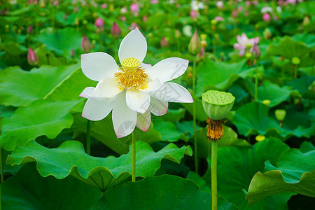 盛开的莲花图片