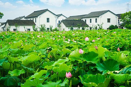 夏天荷花池莲湖村莲湖池背景