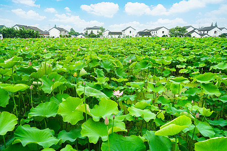 村医莲湖村莲湖池背景