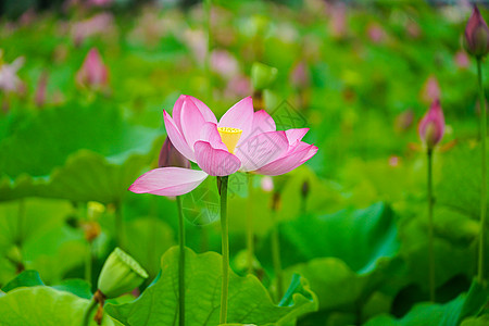 盛开的莲花图片