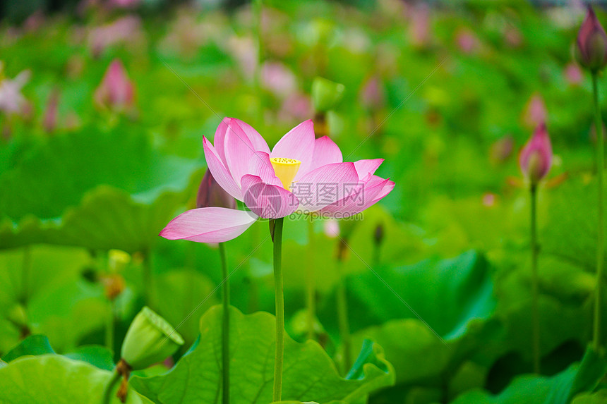 盛开的莲花图片