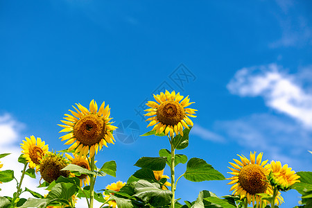 葵花夏天向日葵背景