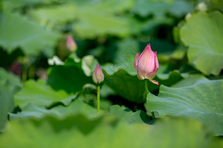 夏日清新荷花塘夏日荷花背景