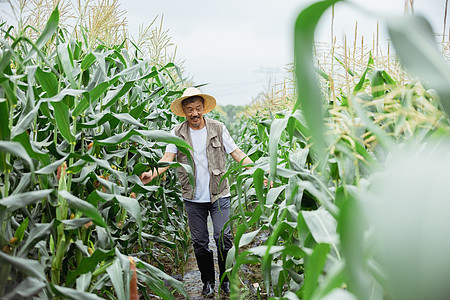 在玉米地里的农民形象采摘高清图片素材