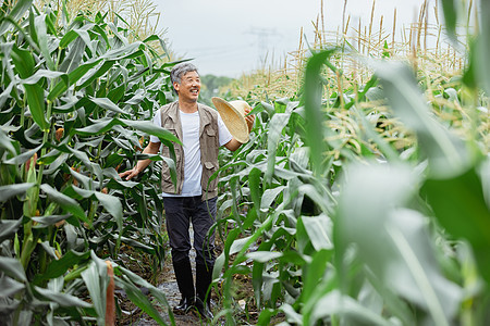 在玉米地里的农民形象中国人高清图片素材