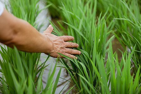 农民观察水稻手部细节图片