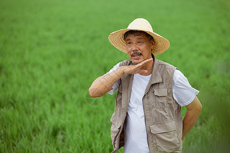 农民站在水稻田里擦汗高清图片