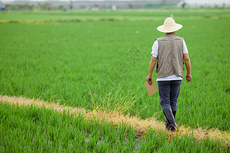 男性背影走在水稻间的农民背影背景