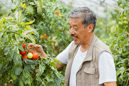 在蔬菜大棚种植蔬菜的农民大叔图片