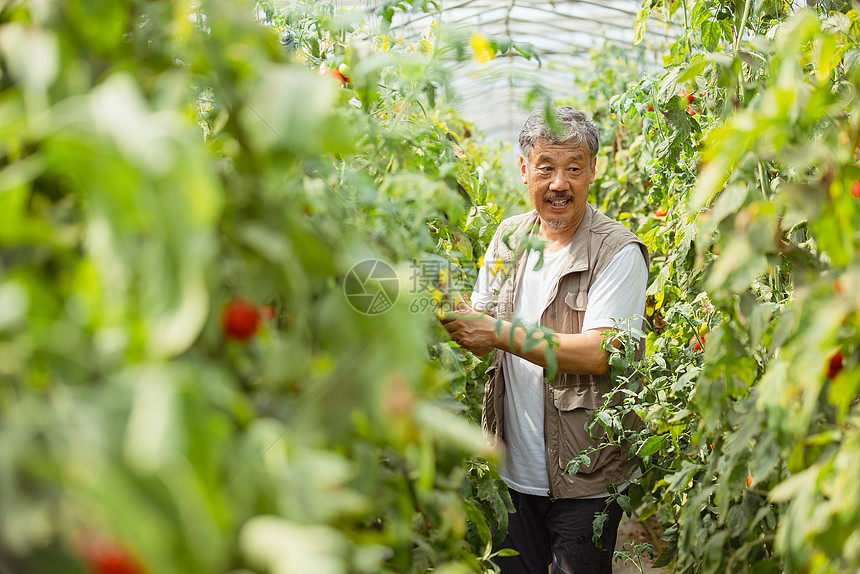 在蔬菜大棚种植蔬菜的农民大叔图片