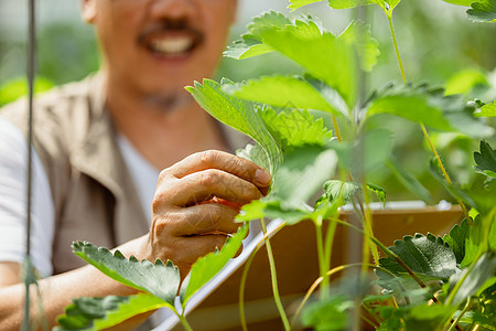 农民在蔬菜大棚观察植物状态图片