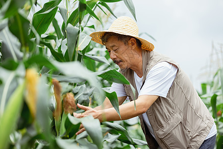 蔬菜大棚查看玉米长势的农民背景