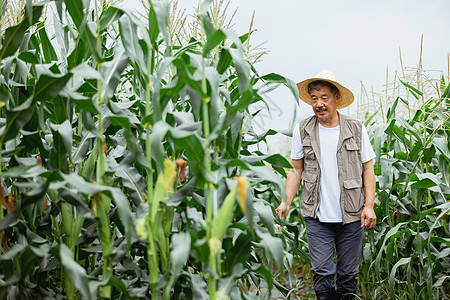 蔬菜大棚农民劳作形象背景