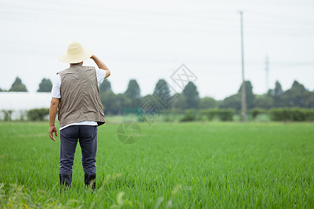 站在稻田里的农民背影高清图片