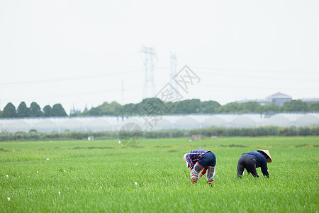 鸭稻农民站在稻田里播种插秧背景