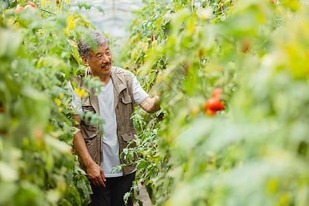 番茄基地农民观察种植蔬果背景