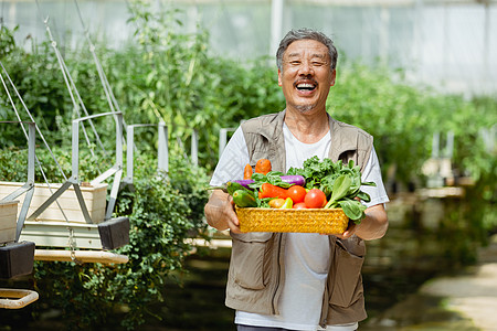 番茄基地收获农作物的农民背景