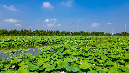 荷花池全景荷花全景高清图片