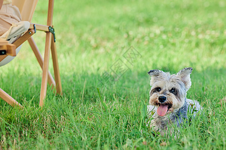 公园家庭户外露营草坪上的宠物狗背景
