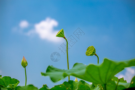 荷花莲子荷花莲蓬背景